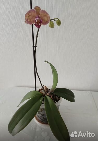 Орхидея фаленопсис