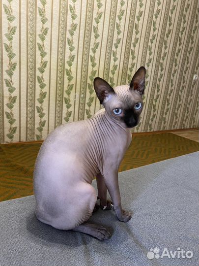 Канадский сфинкс вязка