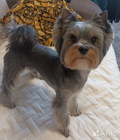 Ищем невесту йорк