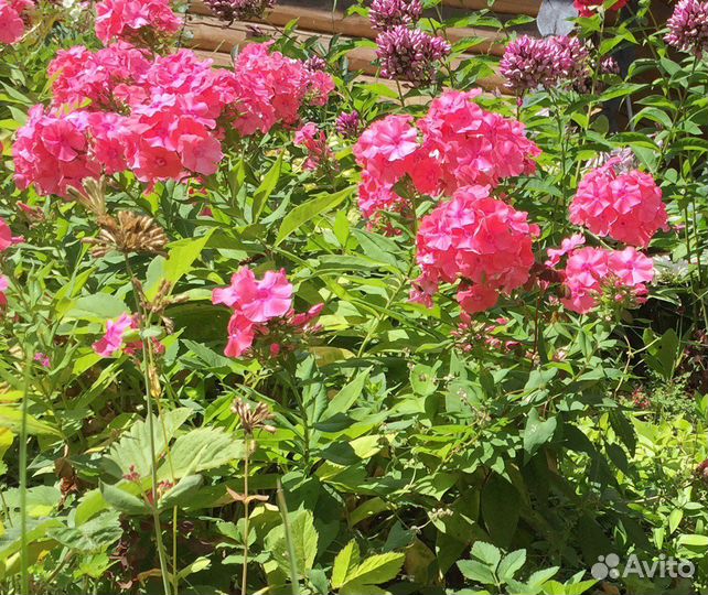 Флокс Бутоник