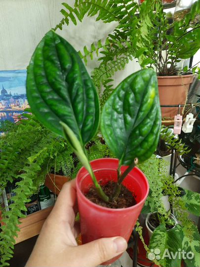 Комнатные цветы Обновлен 10.07