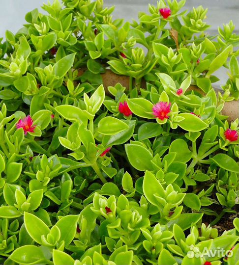 Почвопокровники