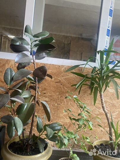 Рестения, цветы