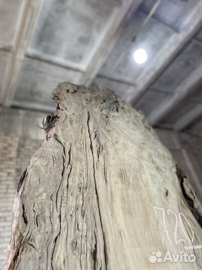 Слэб Мореный тополь, эксклюзив