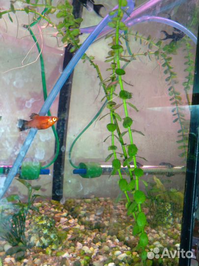 Аквариумная Бакопа монье, криптокорина