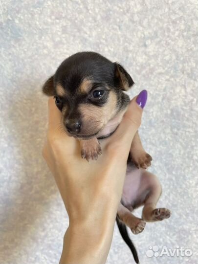 Той-терьер девочки