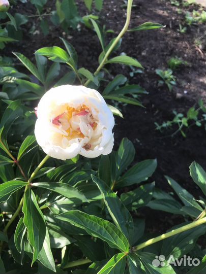 Саженцы пиона бордо и белые