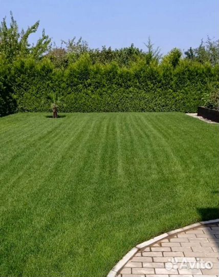 Рулонный газон, посевной газон