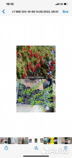 Каллистемон