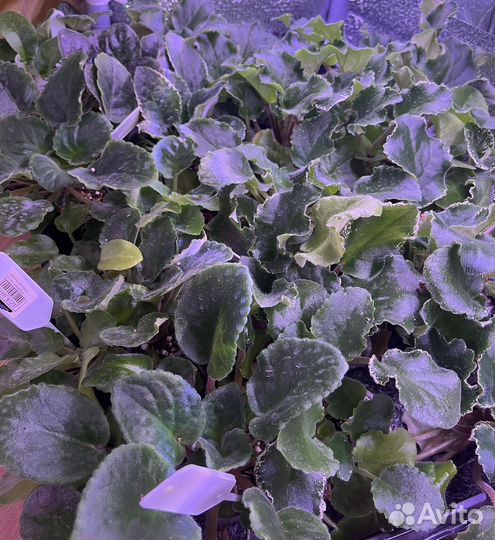 Сортовые фиалки