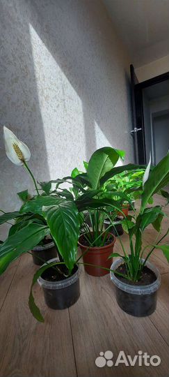 Спатифиллум, спатифилум женское счастье, 8 марта