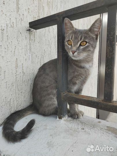 Кошка в добрые руки