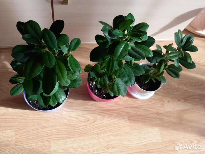 Фикус Мокламе