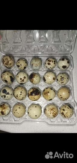 Яйца перепелиные домашние,перепела