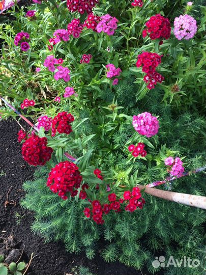 Многолетники для сада цветы