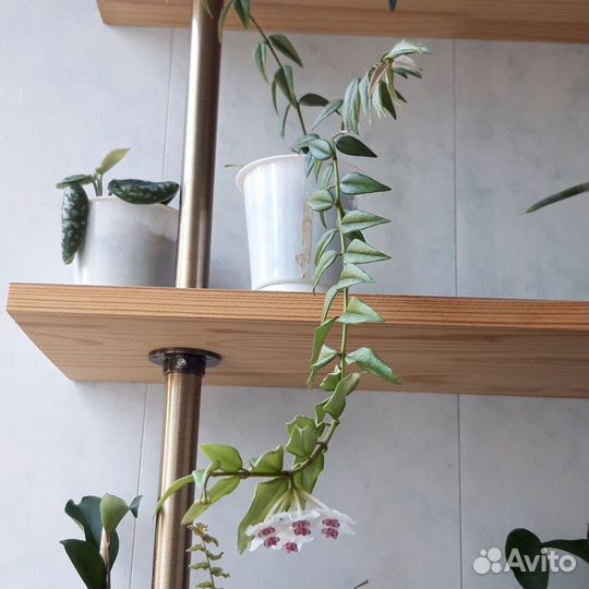 Хойя Белла цветущая