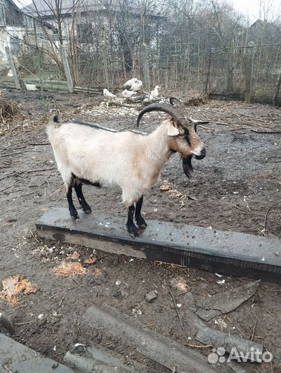 Коза котная