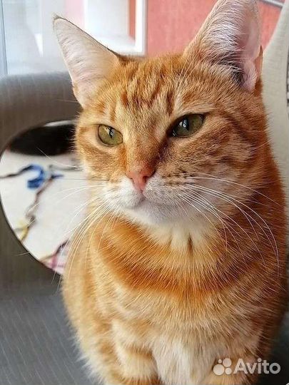 Рыжая кошка -счастье в дом