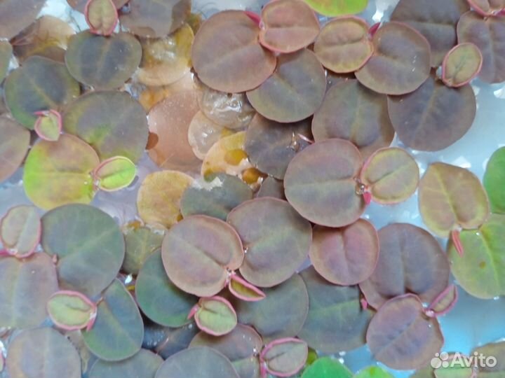 Аквариумные растения