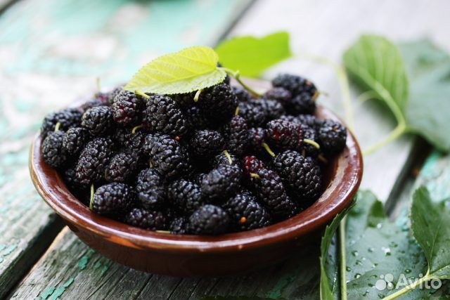 Саженцы Шелковицы Чёрная Жемчужина доставка