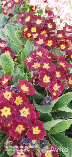 Цветы примул