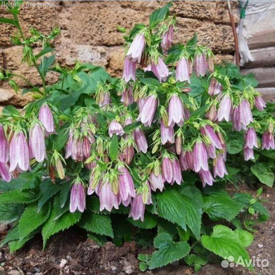 Цветы для сада