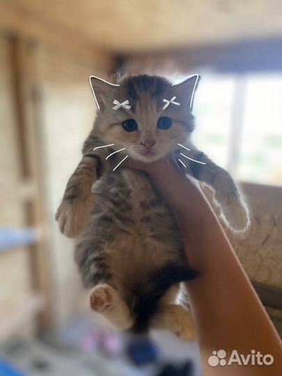 Котята в добрые руки бесплатно девочка