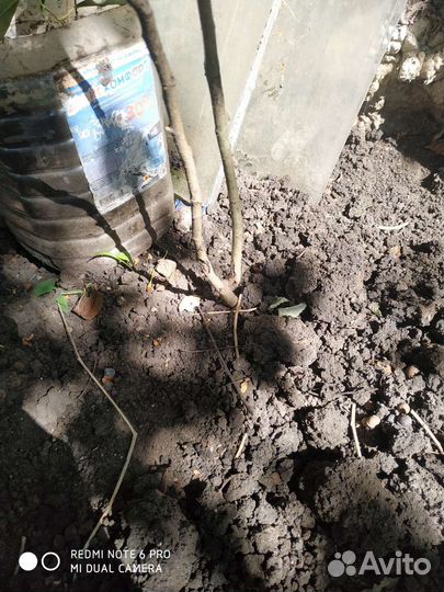 Глед(боярышник С шиповником)