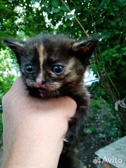 Котёнок Огонёчек