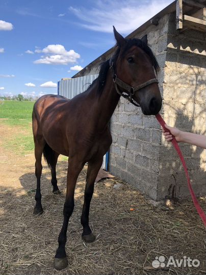 Продается русская рысачка