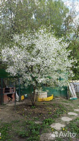 Саженцы вишни низкорослой