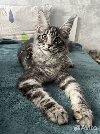 Котята мейн-кун