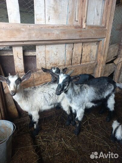 Козлята