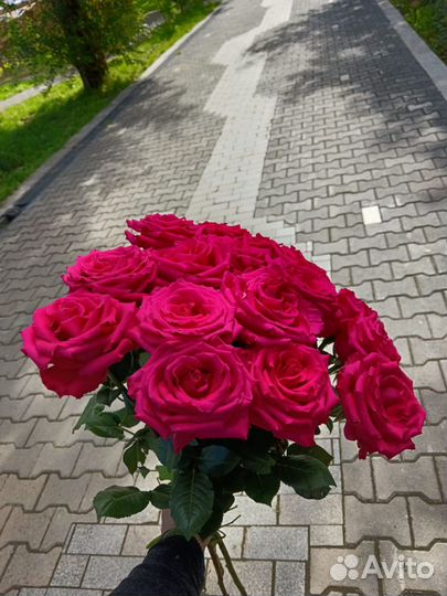 Продам картофель сорт Райа