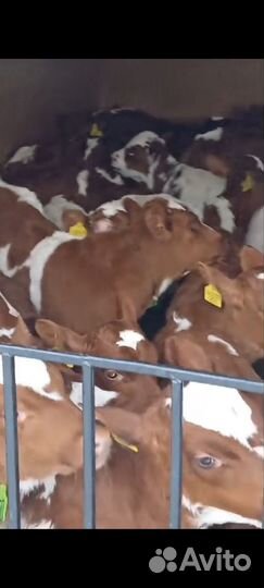 Бычки и быки телята