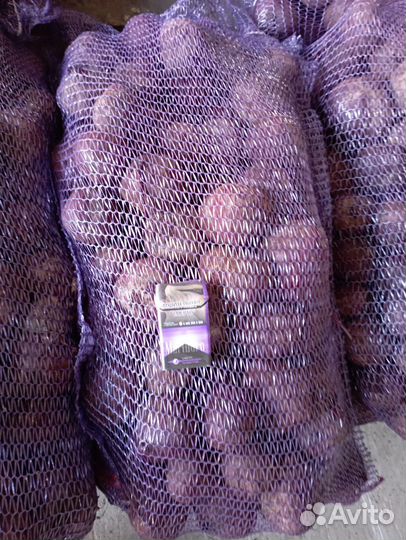 Свекла оптом