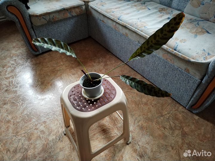 Продам детки цветка калатеи