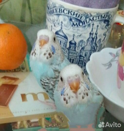 Птенцы волнистый попугай