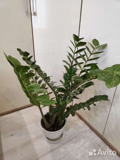 Замиокулькас