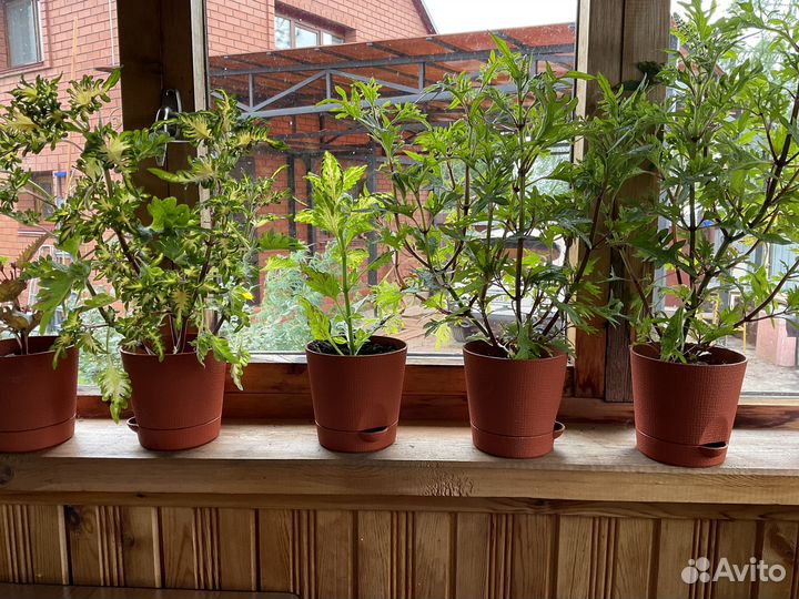 Цветы комнатные в горшках