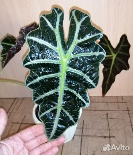 Алоказия Полли