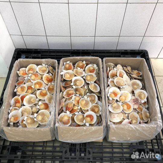 Гребешок на створке