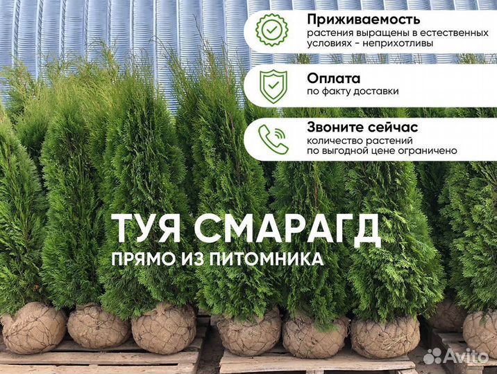 Туя Смарагд 130см