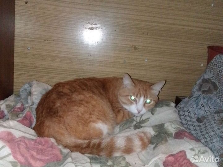 Кошка в добрые руки бесплатно