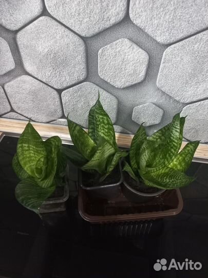 Сансевьера ханни