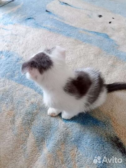 Котята вислоухие