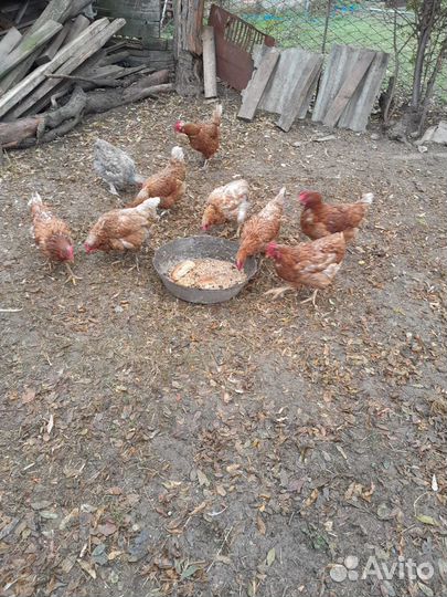 Куры домашние