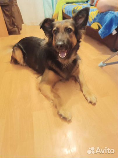 Помесь овчарки с дворняжкой