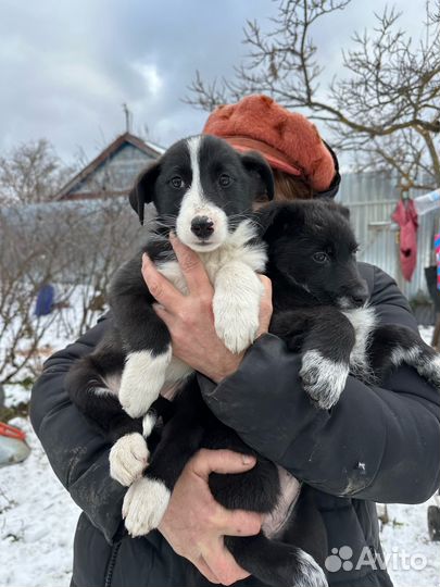 Обалденные щенки в поисках дома