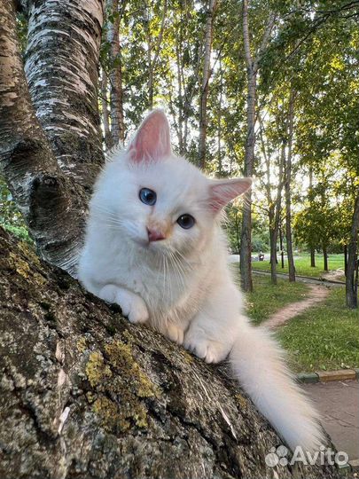 Котята священная бирма